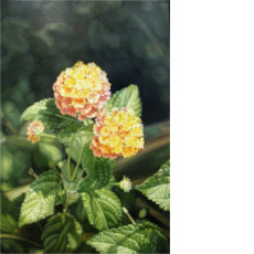 Lantanas, 1995 | oil on wood, 23.6 x 15.7 in.| Private Collection