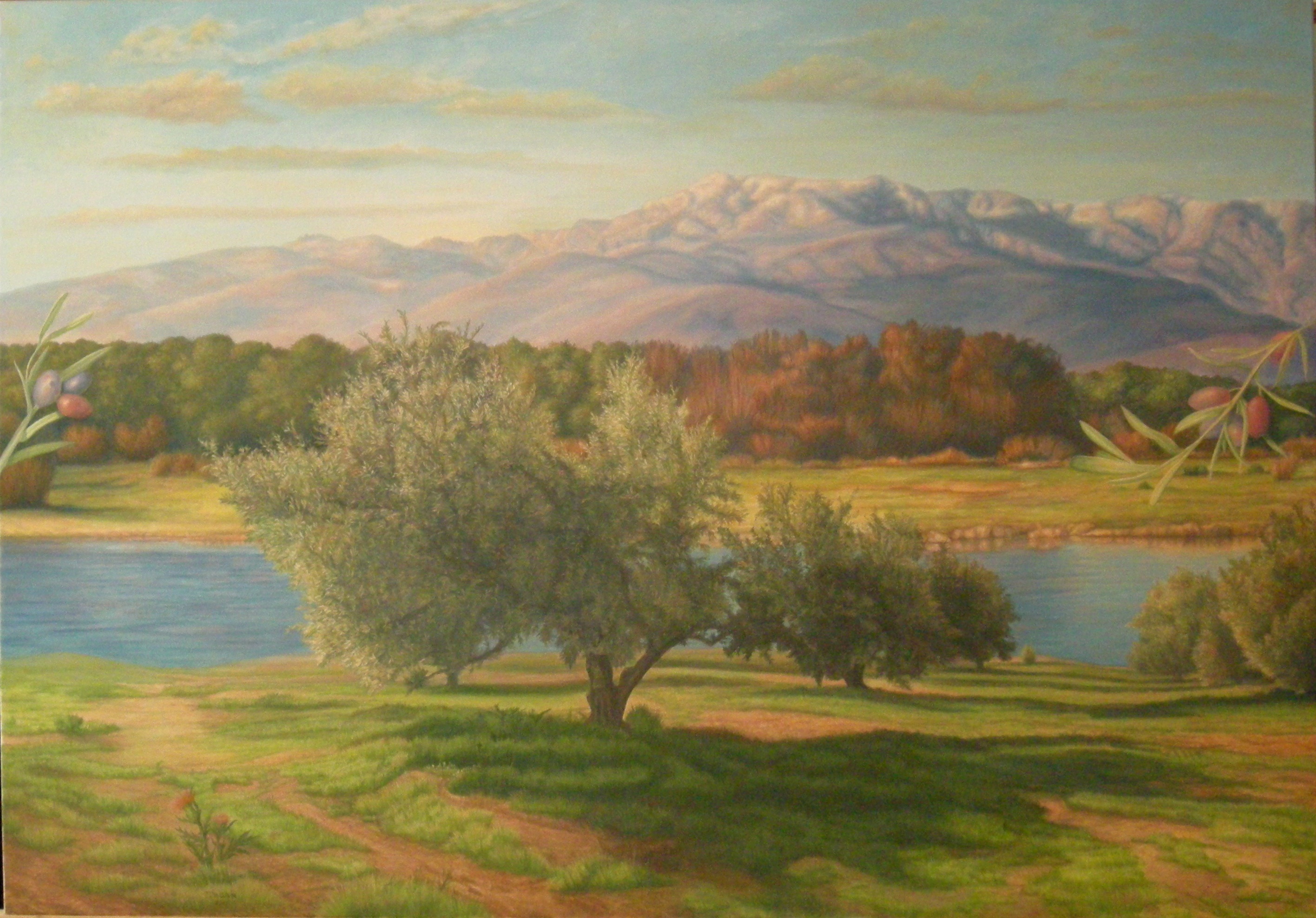 Olive trees in the Tietar valley, 2011 | oil on canvas, 44.8x63.7in